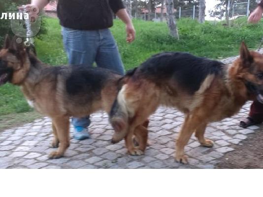 ΓΕΡΜΑΝΙΚΟΣ ΠΟΙΜΕΝΙΚΟΣ  μονο 230 ευρω